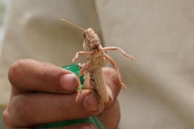 FAO warns of renewed desert locust invasion in Kenya, Ethiopia | FAO warns of renewed desert locust invasion in Kenya, Ethiopia
