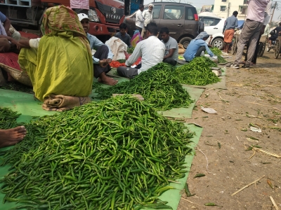 Now get green chilli powder on your table soon | Now get green chilli powder on your table soon