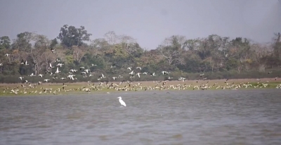 Water birds declined by 28% in Kaziranga National Park in one year | Water birds declined by 28% in Kaziranga National Park in one year