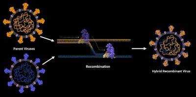 IISc study shows enhanced recombination boosting spread of SARS-CoV-2 | IISc study shows enhanced recombination boosting spread of SARS-CoV-2