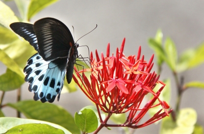 Butterfly study in Vizag shows Eastern Ghats yet to be discovered | Butterfly study in Vizag shows Eastern Ghats yet to be discovered