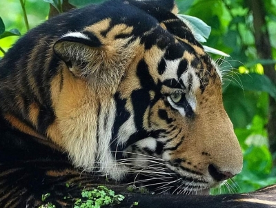 Odisha: Rare melanistic tiger found dead in Similipal Tiger Reserve | Odisha: Rare melanistic tiger found dead in Similipal Tiger Reserve
