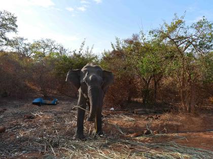 Woman dies in K'taka elephant attack | Woman dies in K'taka elephant attack