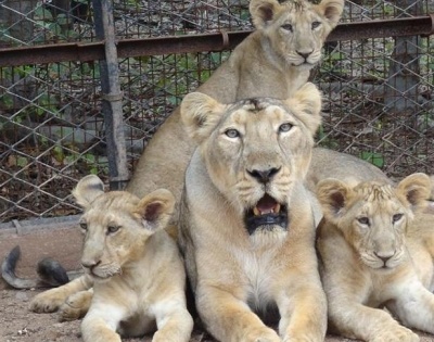 Modi hails Gujarat for jump in Gir's Asiatic lions | Modi hails Gujarat for jump in Gir's Asiatic lions