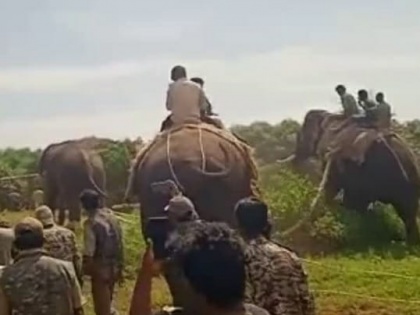 K'taka: Tusker which killed two persons captured, to be relocated | K'taka: Tusker which killed two persons captured, to be relocated