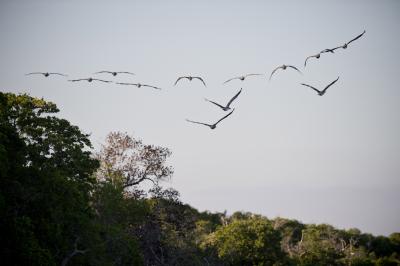 Heat extremes drive major declines in tropical birds: study | Heat extremes drive major declines in tropical birds: study Heat extremes drive major declines in tropical birds: study | Heat extremes drive major declines in tropical birds: study