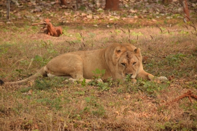 Lioness gives birth to cub in Etawah Lion Safari | Lioness gives birth to cub in Etawah Lion Safari