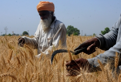 121 lakh tonnes wheat procured in Punjab | 121 lakh tonnes wheat procured in Punjab