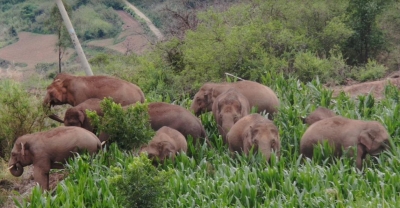 China's migrating elephants approach traditional habitat | China's migrating elephants approach traditional habitat