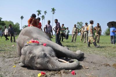 Male elephant found electrocuted near Noganur forest in TN's Krishnagiri | Male elephant found electrocuted near Noganur forest in TN's Krishnagiri