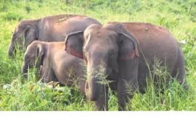 Forest experts monitoring elephant behaviour after two deaths | Forest experts monitoring elephant behaviour after two deaths