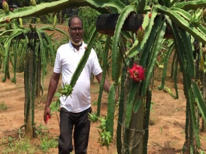 Tripura horticulturist cultivates dragon fruit, sells at Rs 400/kg | Tripura horticulturist cultivates dragon fruit, sells at Rs 400/kg