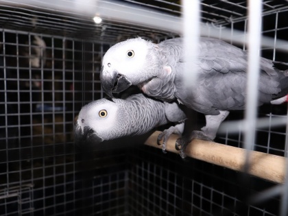 African Grey Parrots seized from circus in Bengal | African Grey Parrots seized from circus in Bengal