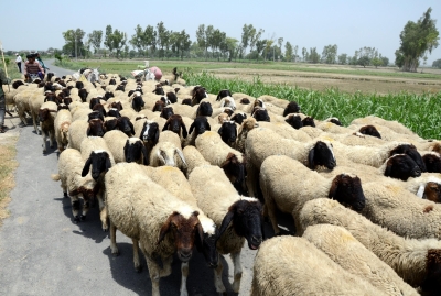 Four Telangana officials arrested in sheep scam | Four Telangana officials arrested in sheep scam Four Telangana officials arrested in sheep scam | Four Telangana officials arrested in sheep scam
