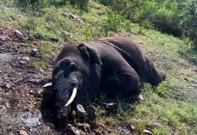 Elephant found dead in Kerala forest | Elephant found dead in Kerala forest
