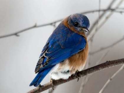 Study sheds light on how birds breathe better | Study sheds light on how birds breathe better