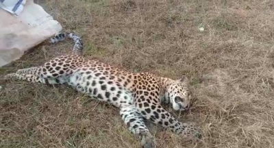 Leopard killed after being hit by truck in UP district | Leopard killed after being hit by truck in UP district