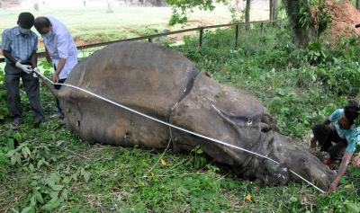 Rhino found dead in Bihar tiger reserve | Rhino found dead in Bihar tiger reserve