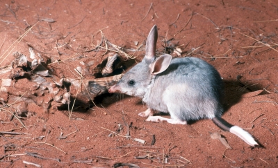 Aus launches national strategy to save iconic marsupial species | Aus launches national strategy to save iconic marsupial species
