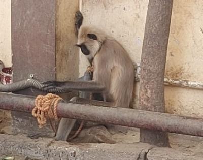 Captive gray langur rescued by PETA | Captive gray langur rescued by PETA