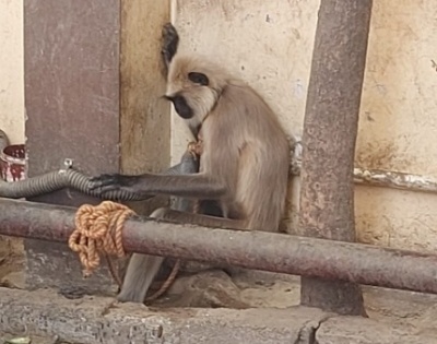 Gray Langur back at TVM zoo after 23 days | Gray Langur back at TVM zoo after 23 days