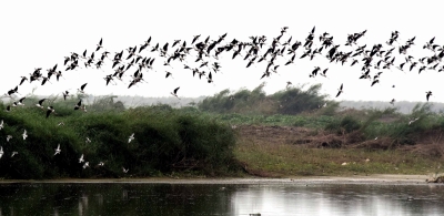 Mysterious suicide of birds in Assam village portrayed in poems (Review) | Mysterious suicide of birds in Assam village portrayed in poems (Review) Mysterious suicide of birds in Assam village portrayed in poems (Review) | Mysterious suicide of birds in Assam village portrayed in poems (Review)