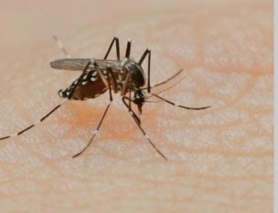 Experts warn of dengue outbreak in Chennai following waterlogging in city | Experts warn of dengue outbreak in Chennai following waterlogging in city