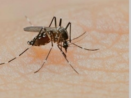 Bangladesh reeling from record dengue cases | Bangladesh reeling from record dengue cases