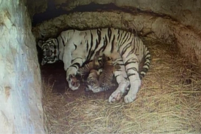 White tigress gives birth to 3 cubs in Mysuru Zoo | White tigress gives birth to 3 cubs in Mysuru Zoo