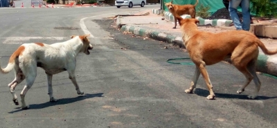 Alarm over stray dog menace in Taj city | Alarm over stray dog menace in Taj city