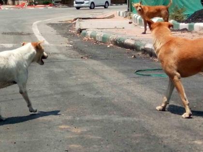 Critics rap K'taka civic bodies for making stray dogs a big business | Critics rap K'taka civic bodies for making stray dogs a big business Critics rap K'taka civic bodies for making stray dogs a big business | Critics rap K'taka civic bodies for making stray dogs a big business
