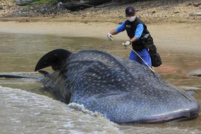 Dead whales washed up in Cyprus likely linked to earthquakes | Dead whales washed up in Cyprus likely linked to earthquakes