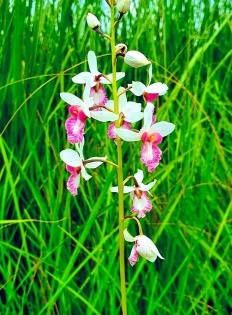 Rare orchid in Dudhwa found bearing seeds after a century | Rare orchid in Dudhwa found bearing seeds after a century