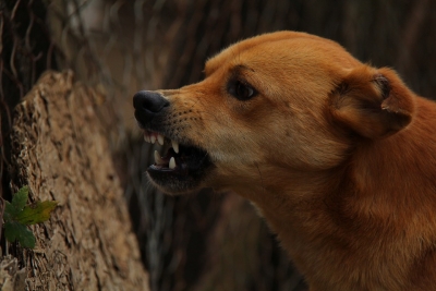 Telangana Home Guard risks life to save dog | Telangana Home Guard risks life to save dog