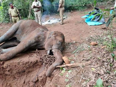 Elephant with injured mouth dies near Coimbatore | Elephant with injured mouth dies near Coimbatore