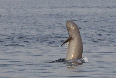 Cambodia reports 2nd rare Mekong River dolphin death this year | Cambodia reports 2nd rare Mekong River dolphin death this year