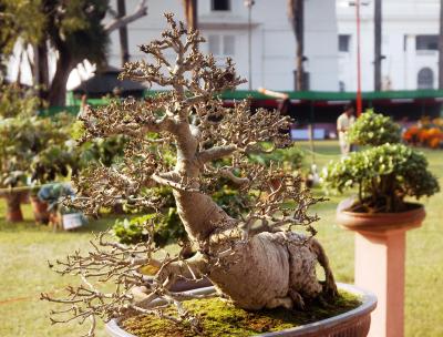 Rare Bonsai tree stolen from ex-DGP's house in Hyderabad | Rare Bonsai tree stolen from ex-DGP's house in Hyderabad