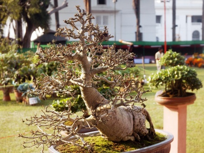 Chandigarh sets up bonsai garden with 74 plant species | Chandigarh sets up bonsai garden with 74 plant species