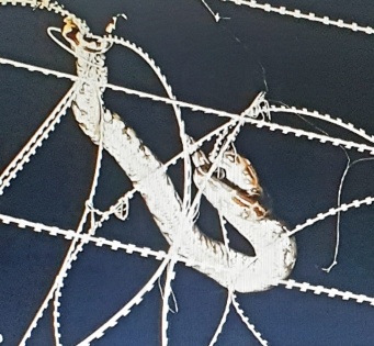 Python trapped in wire fencing rescued from Air Force Station in Agra | Python trapped in wire fencing rescued from Air Force Station in Agra