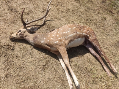 Dogs kill wild stag in K'taka's Chitradurga | Dogs kill wild stag in K'taka's Chitradurga