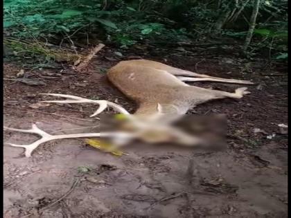 Odisha: Deer dies of prolonged illness at Nandankanan Zoo | Odisha: Deer dies of prolonged illness at Nandankanan Zoo Odisha: Deer dies of prolonged illness at Nandankanan Zoo | Odisha: Deer dies of prolonged illness at Nandankanan Zoo