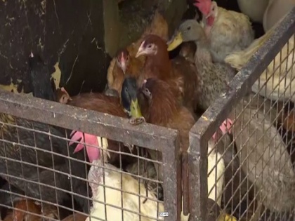 Bird flu scare reduces demand for chicken, increases demand for mutton | Bird flu scare reduces demand for chicken, increases demand for mutton