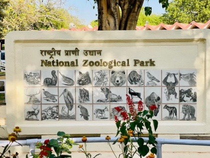 Officials promote Delhi zoo as bird sighting area after spotting migratory Jacobin cuckoo, Rosy starling | Officials promote Delhi zoo as bird sighting area after spotting migratory Jacobin cuckoo, Rosy starling