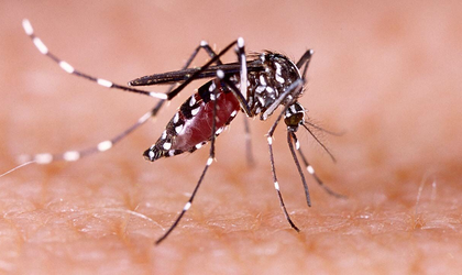 Man dies of dengue in Gurugram | Man dies of dengue in Gurugram Man dies of dengue in Gurugram | Man dies of dengue in Gurugram