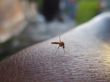 Delhi witnesses sudden surge in dengue cases | Delhi witnesses sudden surge in dengue cases