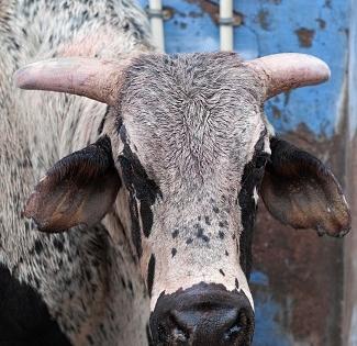 Four-year-old girl trampled by stray bull in Aligarh | Four-year-old girl trampled by stray bull in Aligarh