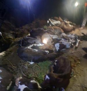 18 calves death case: 10 arrested in Karnataka's Hassan | 18 calves death case: 10 arrested in Karnataka's Hassan