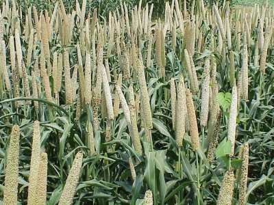 UP plans to increase millet production | UP plans to increase millet production