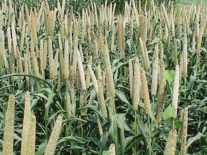 Reintegration of millets in global foodscape: Nutritional benefits & environmental resilience | Reintegration of millets in global foodscape: Nutritional benefits & environmental resilience Reintegration of millets in global foodscape: Nutritional benefits & environmental resilience | Reintegration of millets in global foodscape: Nutritional benefits & environmental resilience