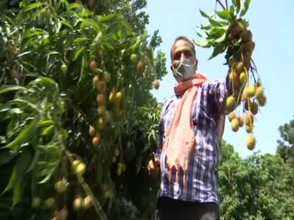 Jammu's Litchi farmers say crop outputs, profits doubled with aid from Horticulture Department | Jammu's Litchi farmers say crop outputs, profits doubled with aid from Horticulture Department